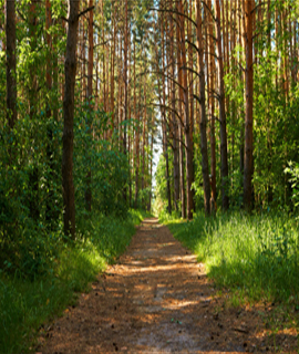 hyroseeding service provider in india