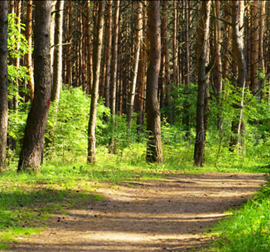 hyroseeding service provider in india