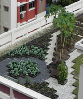 miyawaki forest developer and designer in india