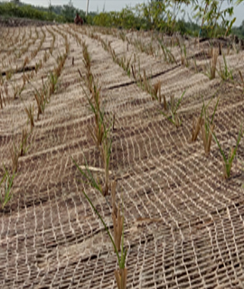 beautification and landscaping service provider in india